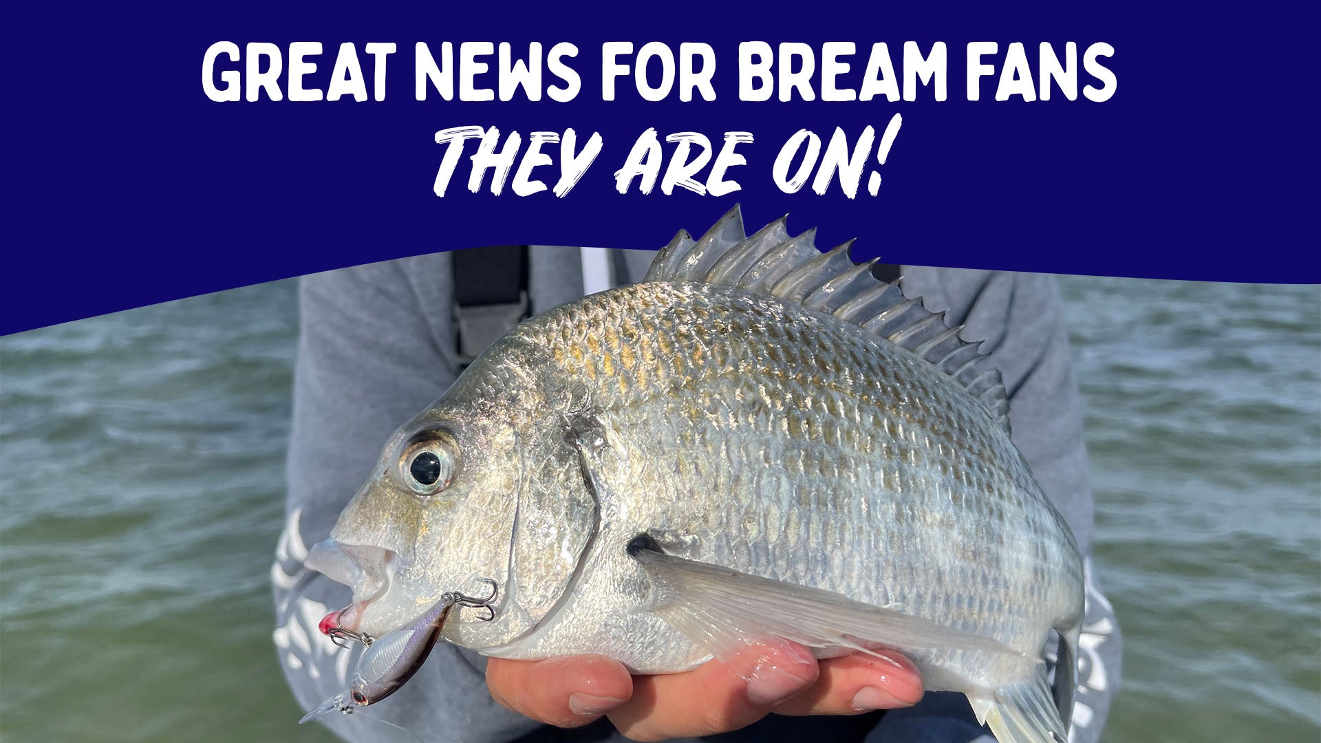 Fishing for Bream  The best lures & soft plastics in 2024