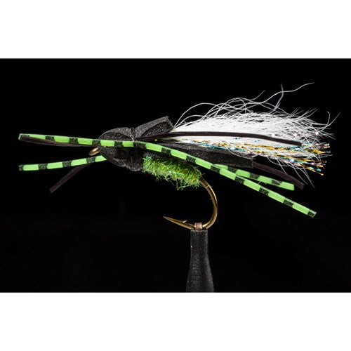 Manic Flat Back Cicada Fly Black