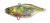 Jackall Tn60 60mm 12.7g Hard Body Vibe Lure