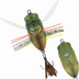 Duo Realis Shinmushi Cicada 40mm 5.7g Floating Lure [cl:hamzemi]