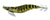 Daiwa Emeraldas Nude 25 100mm Squid Jig Lure [cl:weed Shrimp]