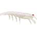 Pro Lure Clone Prawn 120mm Soft Plastic Lure [cl:raw Prawn]