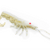 Chasebaits Curly Prawn 90mm Soft Plastic Lure [cl:milk Flash]