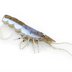 Chasebaits Curly Prawn 90mm Soft Plastic Lure [cl:pearl Prawn]